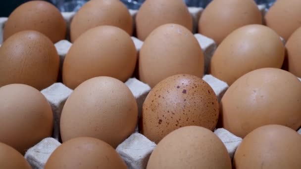 Huevos de pollo crudos en caja de huevo — Vídeos de Stock