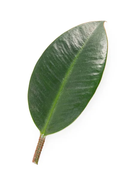 Einzelne Frische Grüne Saftige Blatt Isoliert Auf Weißem Hintergrund Nahaufnahme — Stockfoto