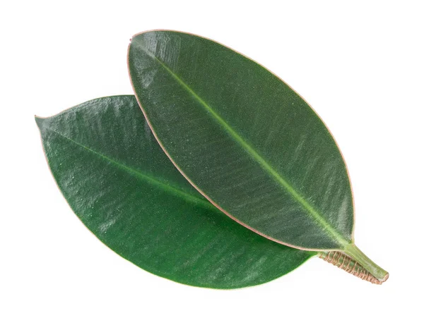 Paar Frische Grüne Saftige Blätter Isoliert Auf Weißem Hintergrund Nahaufnahme — Stockfoto