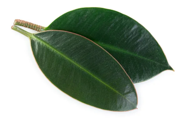 Paar Frische Grüne Saftige Blätter Isoliert Auf Weißem Hintergrund Nahaufnahme — Stockfoto