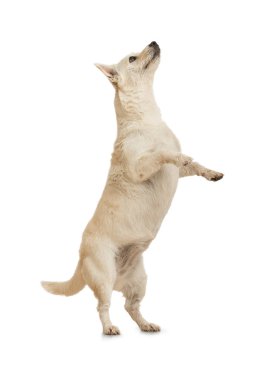 beyaz bir arka plan üzerinde izole arka ayakları üzerinde duran sevimli köpek oyun