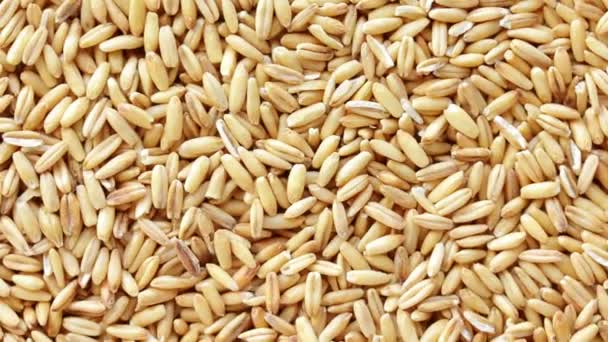 Rotating Background Oat Grains Seeds Close View Top View — Stock Video