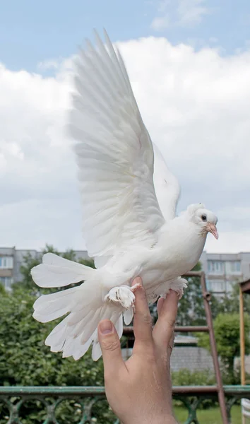 Weiße Taube fliegt aus der Hand auf. — Stockfoto