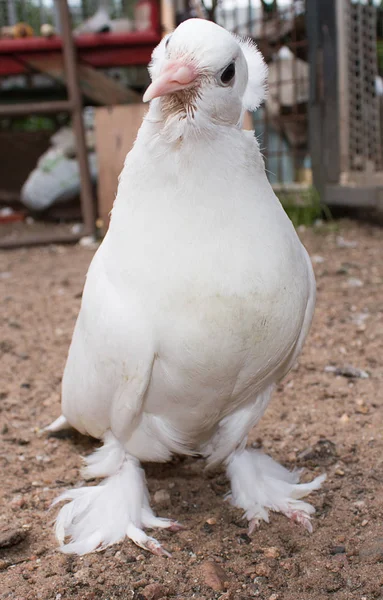 Eine neugierige junge weiße Taube steht auf dem Boden — Stockfoto