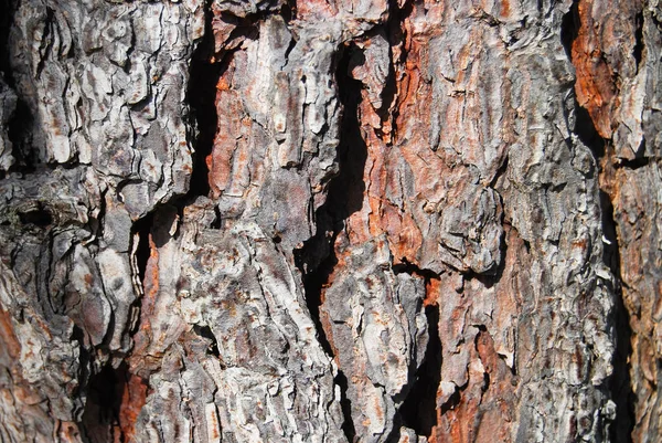 Nature Bark Tree Texture — Stock Photo, Image