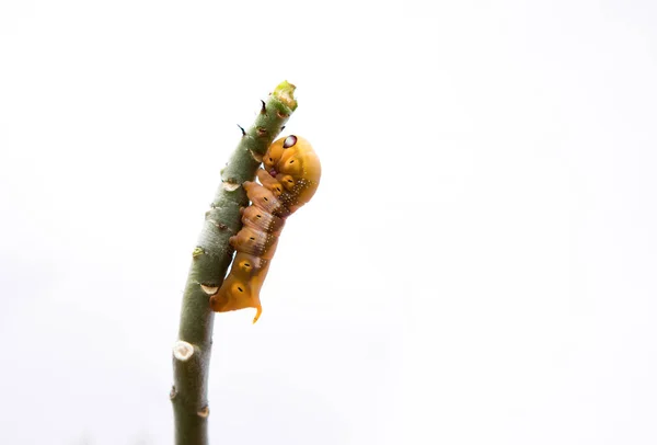 Der Wurm Auf Dem Ast — Stockfoto