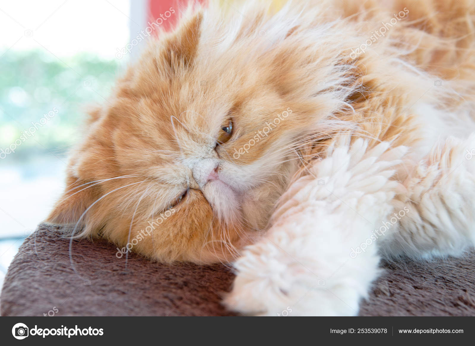 Yellowish Brown Persia Cat Lay Floor
