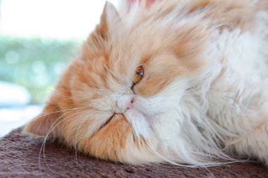 sarımsı kahverengi persia kedi zemin üzerinde yatıyordu