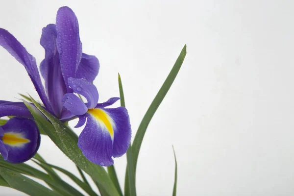 Bouquet Flowers Purple Irises White — Stock Photo, Image