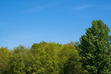 Berlin şehri Almanya ormandaki ağaçlar