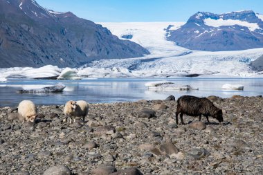 Koyun Heinabergsjokull buzul ve buz lagoon Güney İzlanda manzara önünde