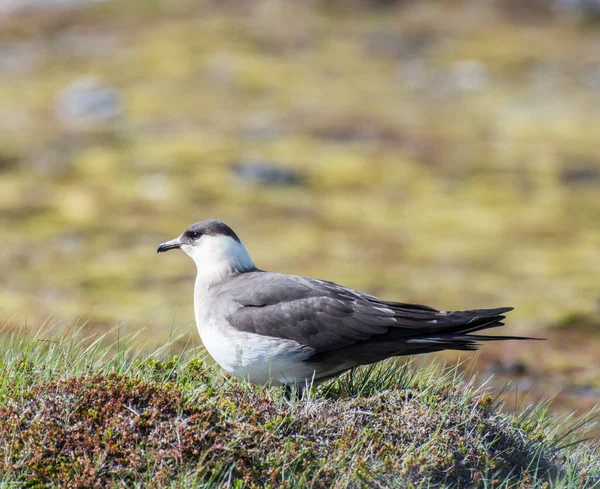 Pasożytniczy Ptak Śledziowy Naturze Parku Narodowego Snaefellsnes Zachodniej Islandii — Zdjęcie stockowe