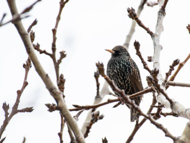 Kuzey İzlanda 'nın güzel doğasında bir ağaçtaki ortak Starling