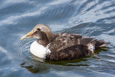 Kuzey İzlanda 'daki Hrisey adasının kıyısında ördek.