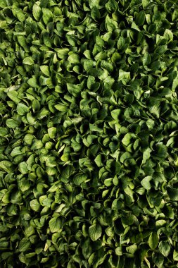 Taze yeşil paskalya deseni