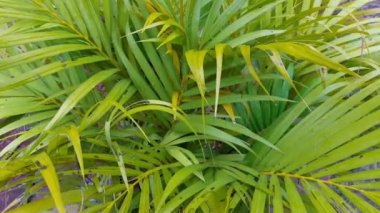 yeşil palmiye yaprakları ve yağmur ormanı rüzgar tarafından vurmak