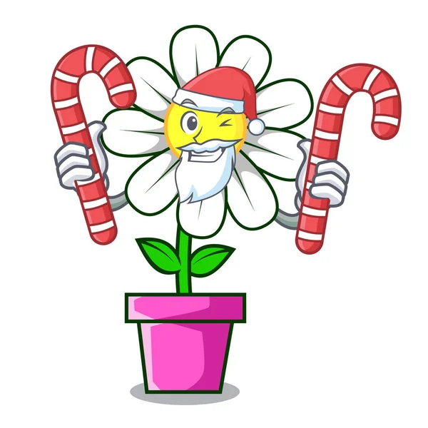 Santa şeker papatya çiçek maskot karikatür vektör çizim ile