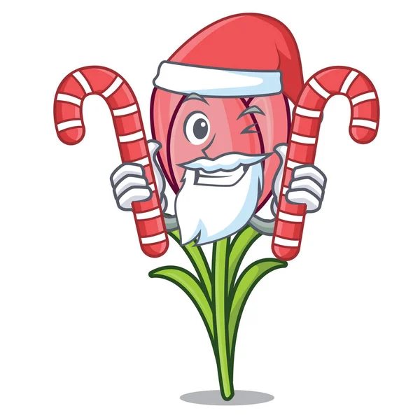 Santa şeker çiğdem çiçek maskot karikatür ile