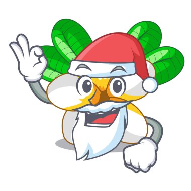 Santa çiçek frangipani maskot vektör illüstrasyon izole