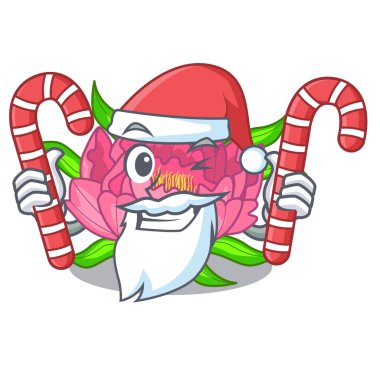 Santa şeker Şakayık Çiçeği ile büyümek maskot kaynaklanıyor vektör çizim