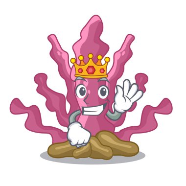 Kral pembe deniz yosunu maskot akvaryum