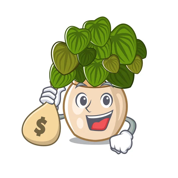 With money bag peperomia grows in a mascot pot — Stock Vector