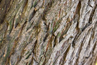 bir ağaç kabuğu doku arka plan görüntüsünü