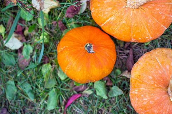 Abóboras laranja crescendo na horta — Fotografia de Stock