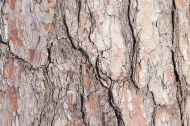bir ağaç kabuğu doku arka plan görüntü