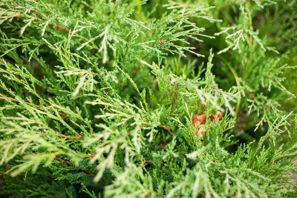 bir closeup görüntüyü yeşil ardıç bırakır