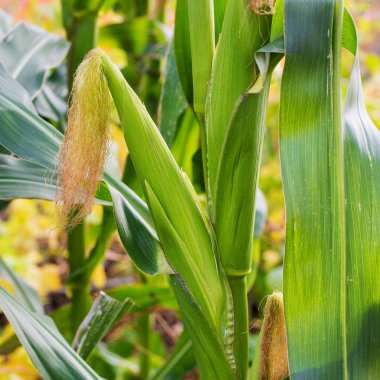 üzerinde bir alanda büyüyen yeşil Mısır