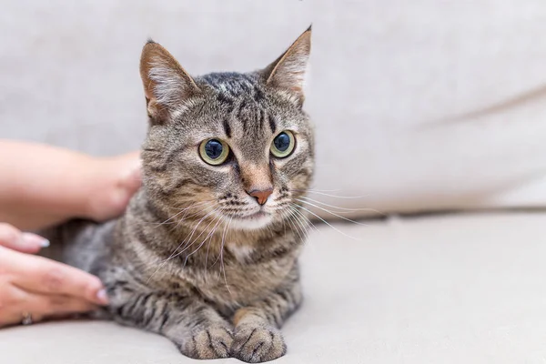 Ett Porträtt Söt Grå Katt Hemma — Stockfoto