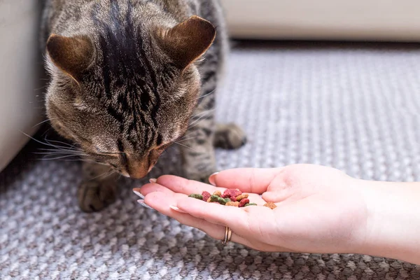 kadın kedi, kedi yiyor elinden kız, mutlu ve memnun kedi besleme