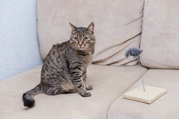 Söt Tabby Katt Leker Med Leksak Mus Hemma — Stockfoto