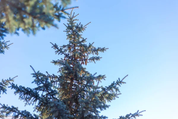 緑のモミの木の枝に最初の雪 — ストック写真