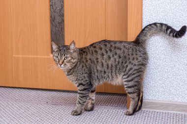 bir şirin gri kedi evde portresi