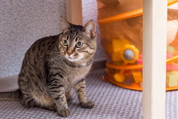 Ett Porträtt Söt Grå Katt Hemma — Stockfoto