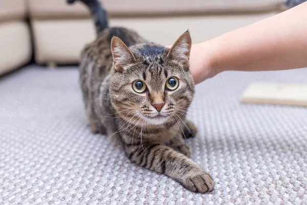 Ett Porträtt Söt Grå Katt Hemma — Stockfoto