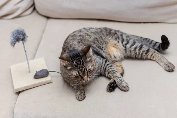 Söt Tabby Katt Leker Med Leksak Mus Hemma — Stockfoto