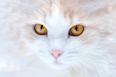bir beyaz Türk angora kedi evde portresi