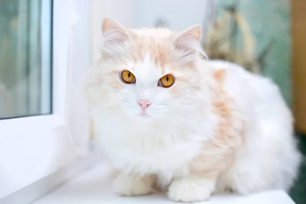 Portret Van Een Witte Turkse Angora Kat Thuis — Stockfoto