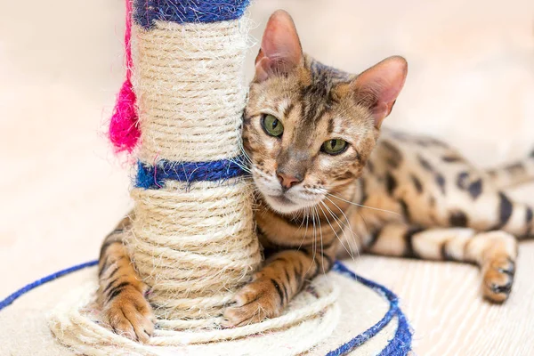 Söt Rolig Katt Leker Med Scratcher Hemma — Stockfoto