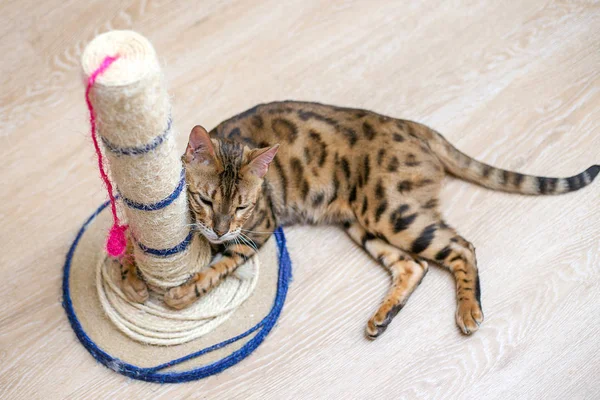 Söt Rolig Katt Leker Med Scratcher Hemma — Stockfoto