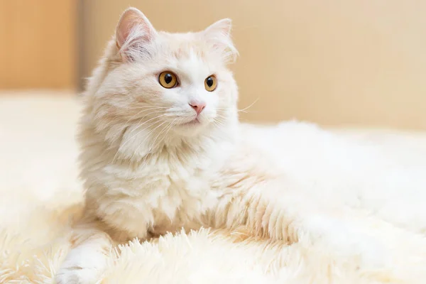 Porträtt Vit Turkiska Angora Katt Hemma — Stockfoto