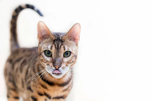 Porträtt Söt Bengal Katt Isolerad Vit Bakgrund — Stockfoto