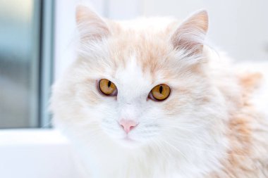 bir beyaz Türk angora kedi evde portresi