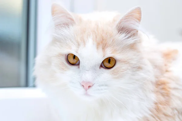 bir beyaz Türk angora kedi evde portresi