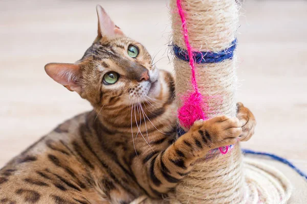 şirin komik kedi çok karıştırıcı ile evde oynuyor