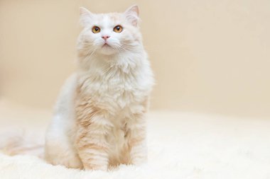 bir beyaz Türk angora kedi evde portresi