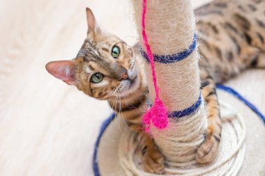 şirin komik kedi çok karıştırıcı ile evde oynuyor